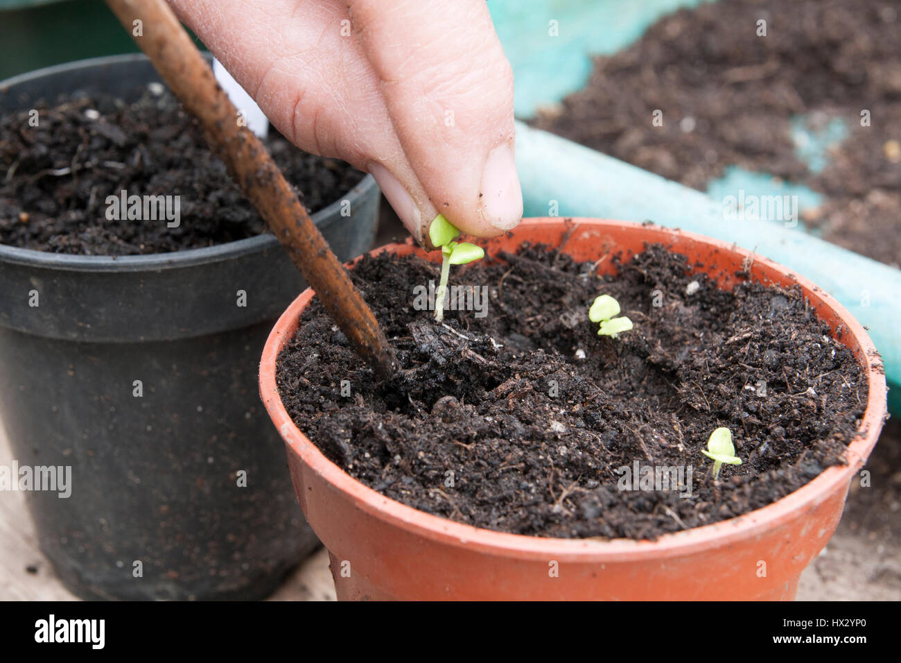 basil seedlings clump together basil seedlings clump together