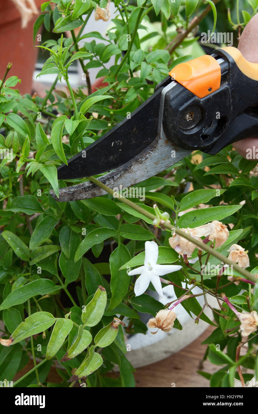 Pruning a Jasminum polyanthum Stock Photo