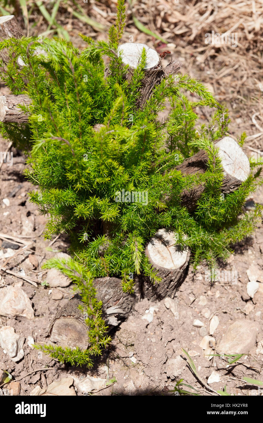 Regenerative growth of Erica arborea after a hard prune Stock Photo