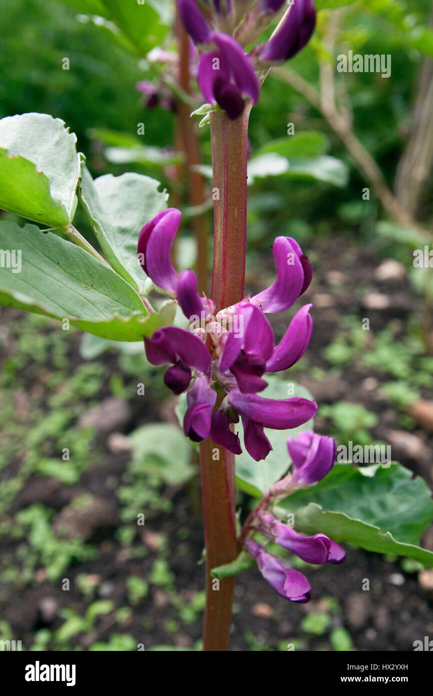 Purple flowered broad bean Stock Photo