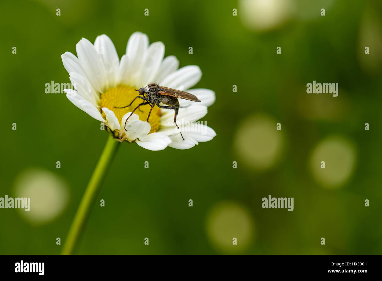 Housefly on a flower Stock Photo