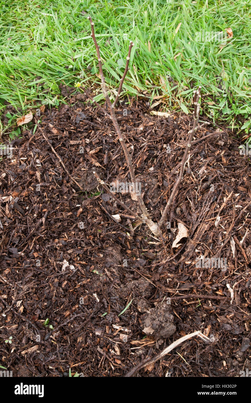 A newly planted Ptelea trifoliata mulch with composted bark in a lawn Stock Photo