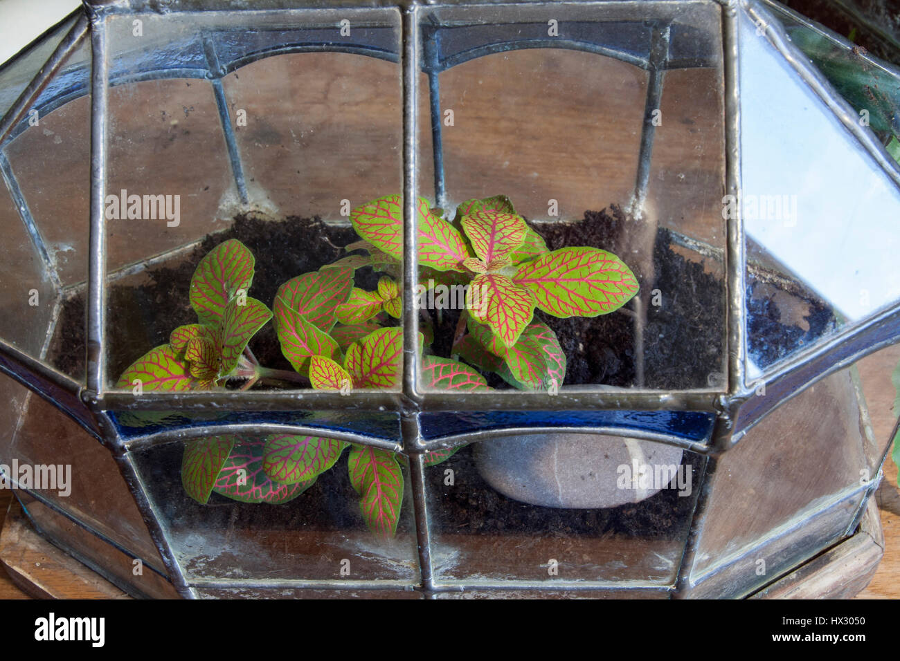 Terrarium planted up with Testrastigma voinerianum Stock Photo