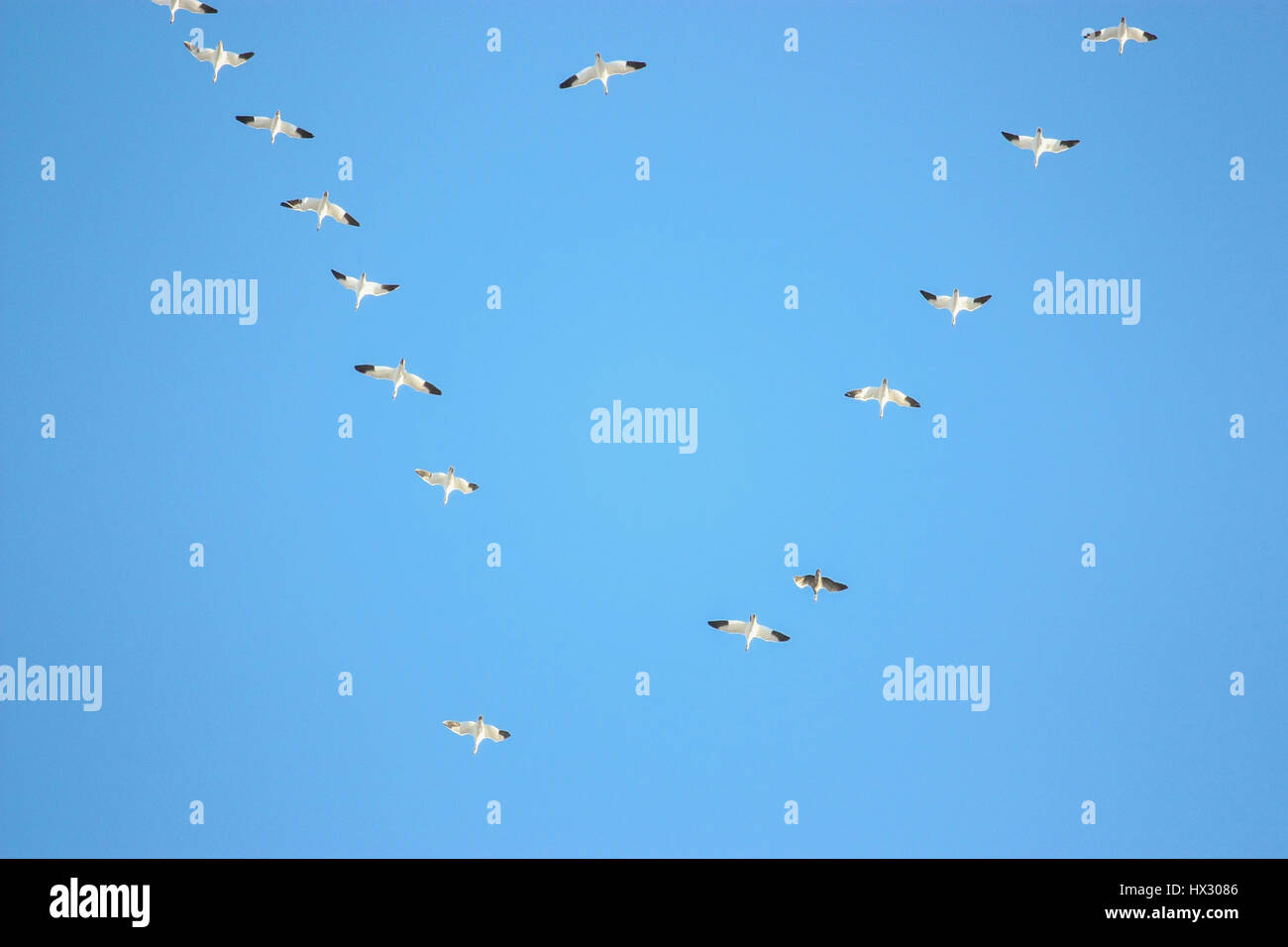 birds flying on blue sky Stock Photo - Alamy