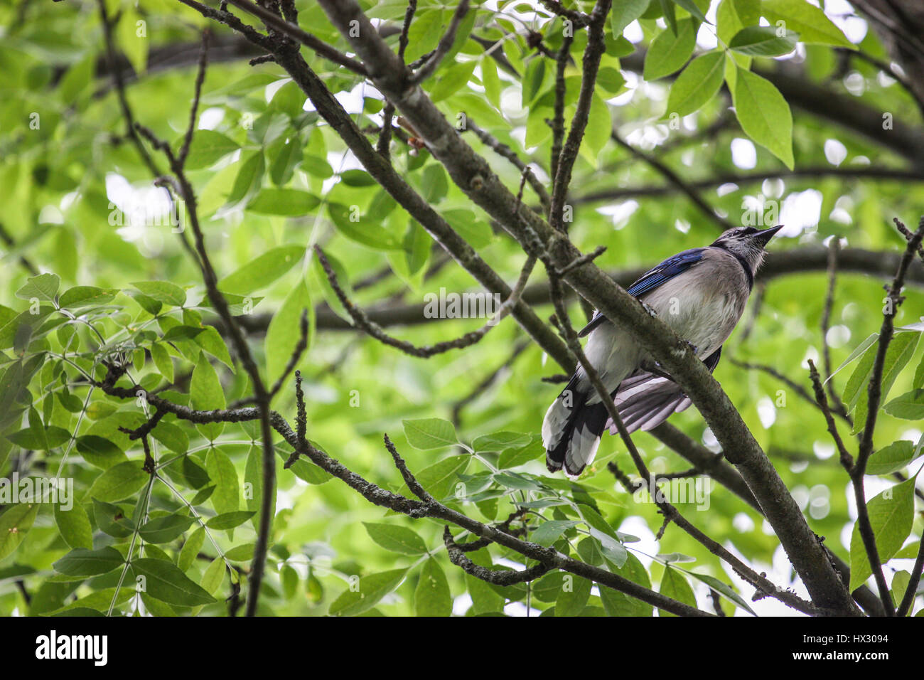 blue jay bird in a green forest Stock Photo