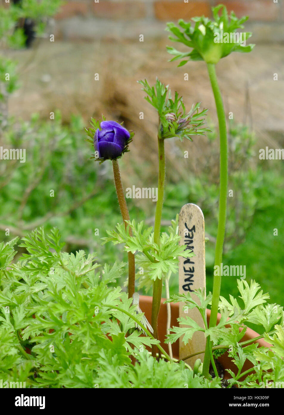 Anemones growing in a pot in the garden Stock Photo Alamy