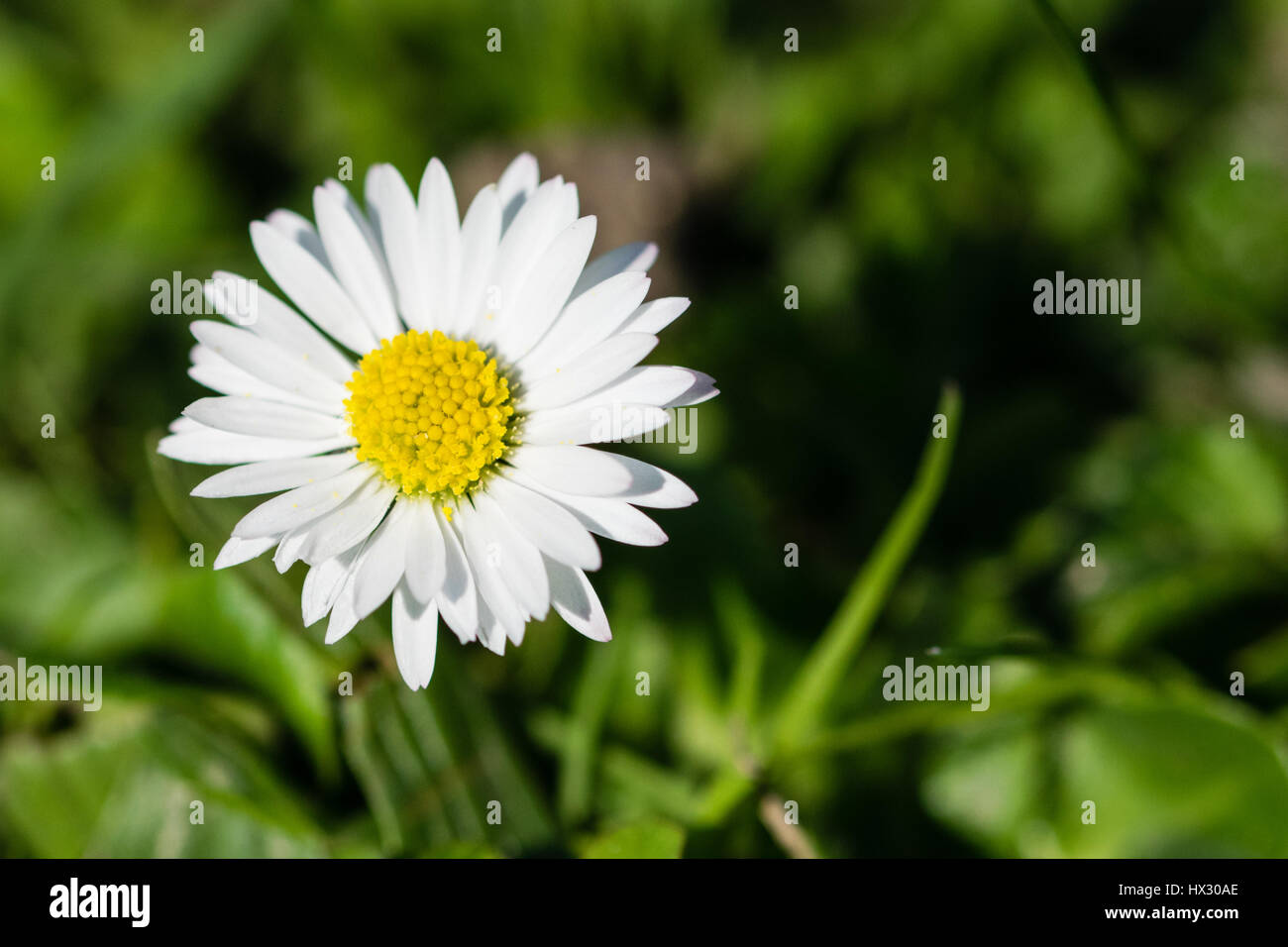 Single daisy growing in grass hires stock photography and images Alamy
