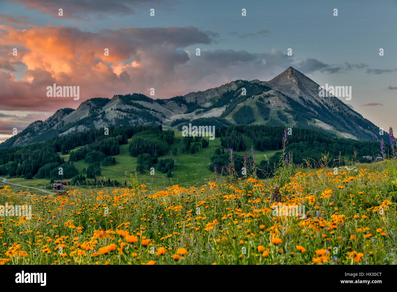 Wildflowers And Mt Crested Butte 12 162 Ft Gunnison National 