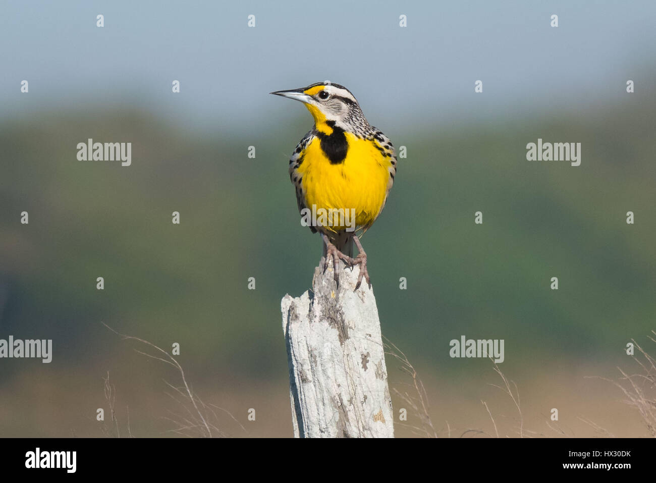 Eastern Meadowlark perched on a post Stock Photo