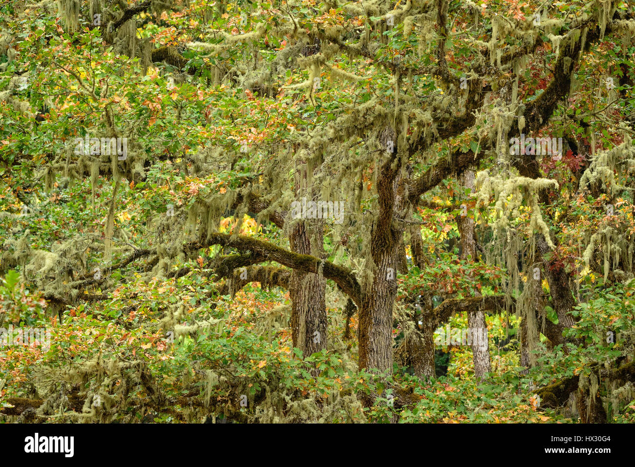 Oregon White Oak trees; Mount Pisgah Arboretum, Willamette Valley