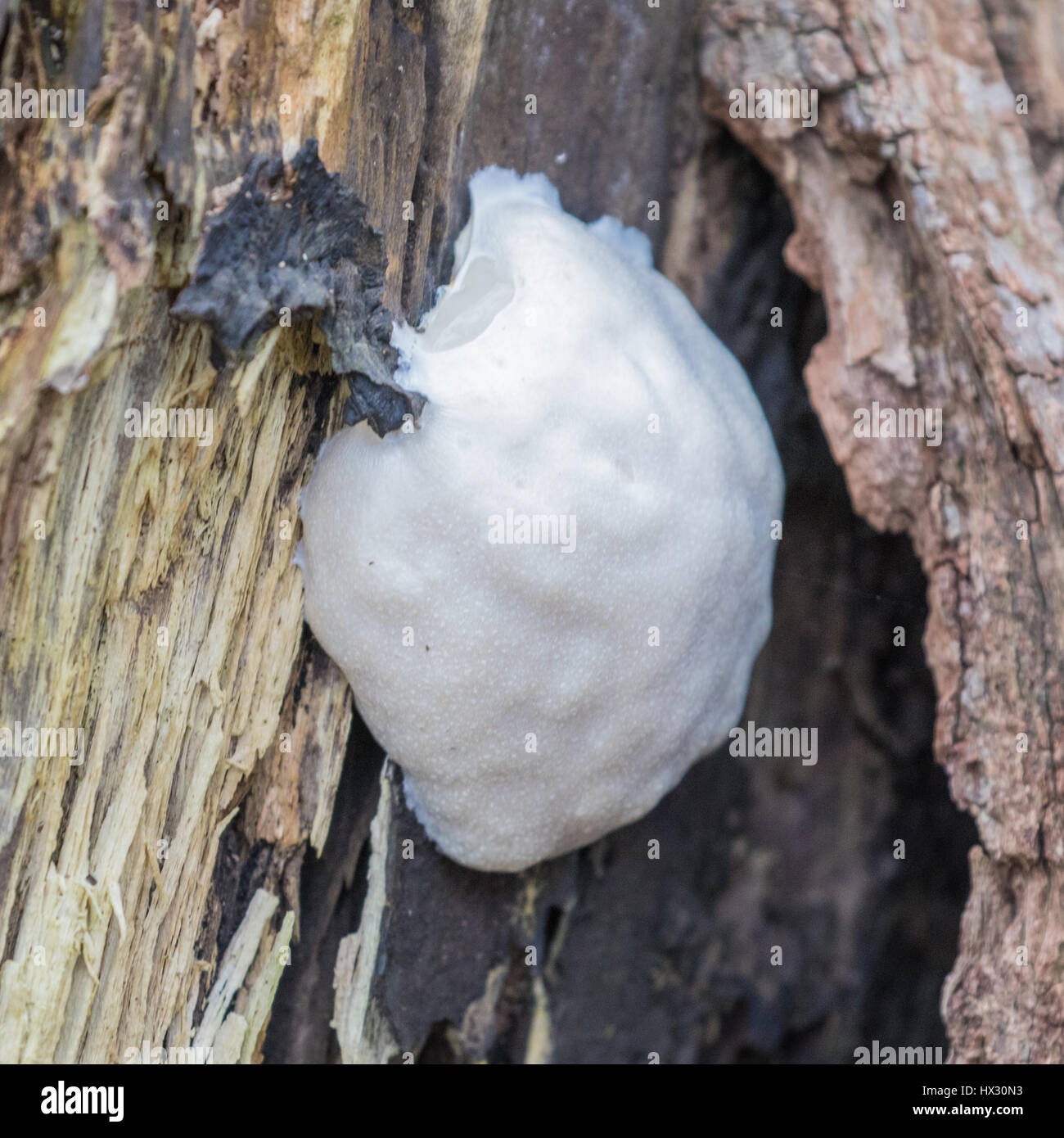 False Puffball Slime Mould, Enteridium lycoperdon Stock Photo