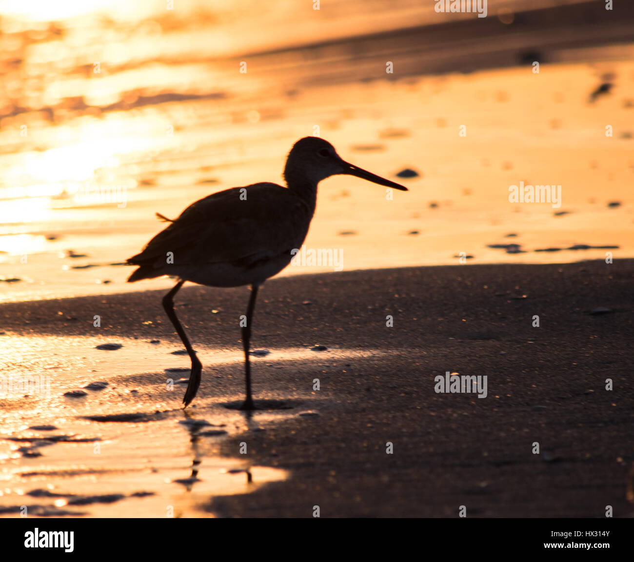 Shore Bird Stock Photo