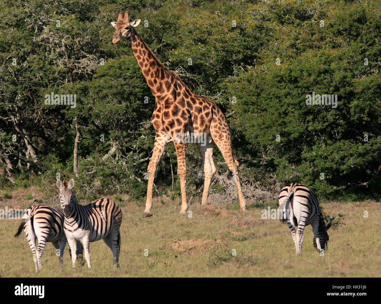 Giraffe mix with zebra during a safari, in a private game reserve in