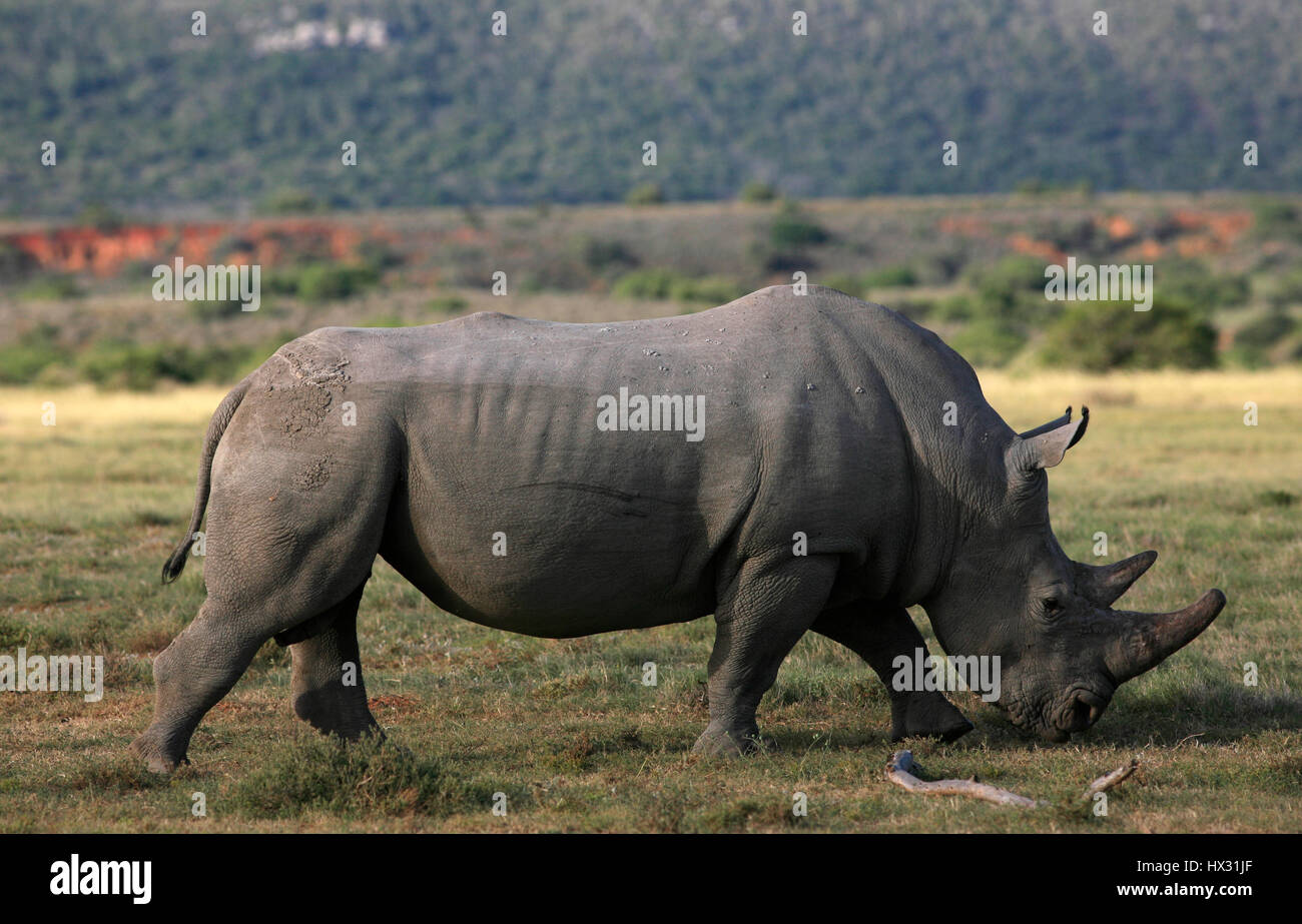 A white rhino eats grass during a safari, in a private game reserve in South Africa March 18, 2017. © John Voos Stock Photo
