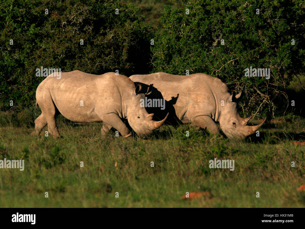Two white rhino walk together during a safari, in a private game reserve in South Africa March 17, 2017. © John Voos Stock Photo