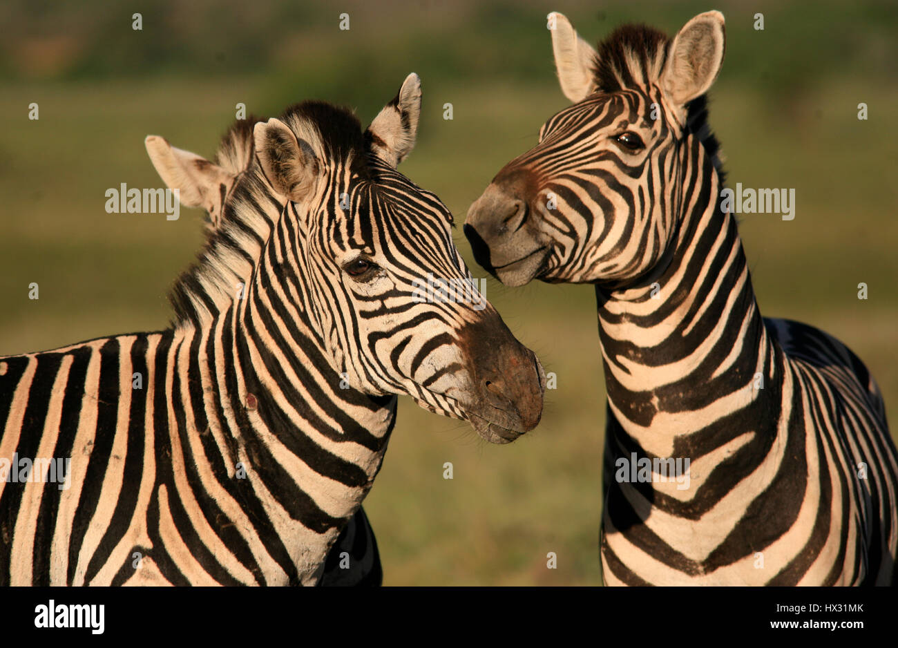 Zebra are seen during a safari, in a private game reserve in South Africa March 17, 2017. © John Voos Stock Photo
