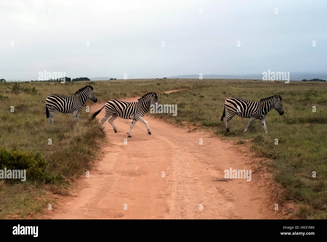 Zebra are seen during a safari, in a private game reserve in South Africa March 19, 2017. © John Voos Stock Photo