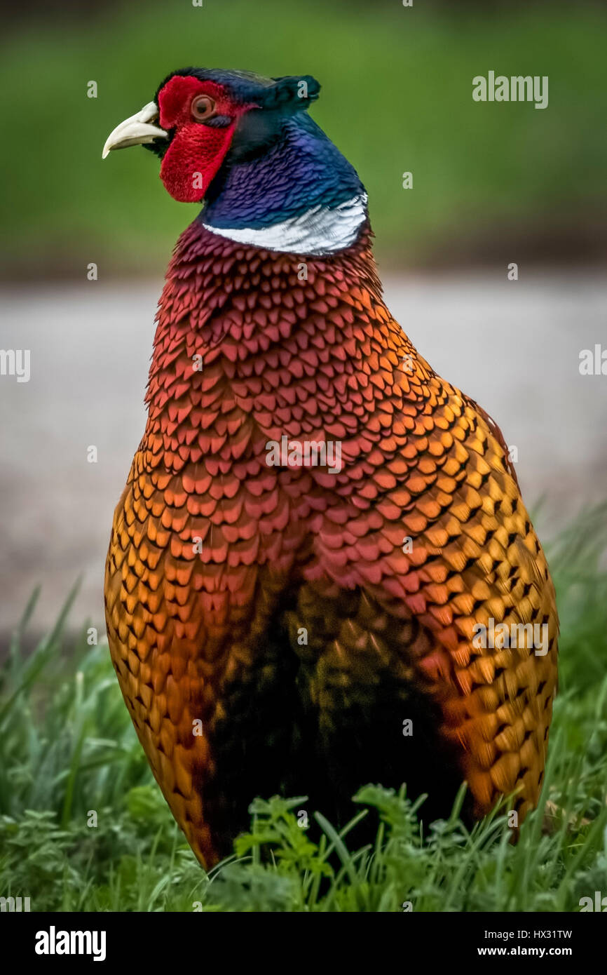 Close up of Pheasant Stock Photo