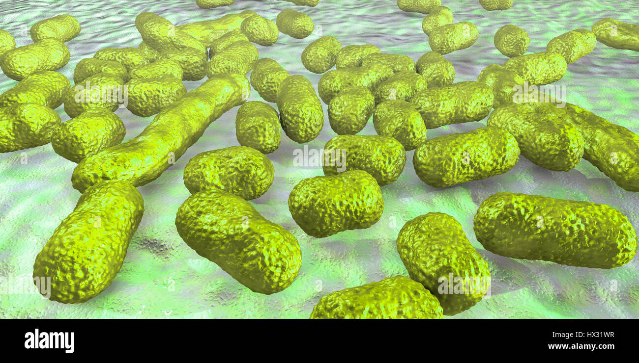 Multi-drug resistant Acinetobacter baumannii bacteria,computer illustration.A.baumannii is Gram-negative,oxidase negative,aerobic,coccobacillus.It has always been naturally resistant to multiple antibiotics.It can be especially resistant to penicillin chloramphenicol.It causes various nosocomial Stock Photo