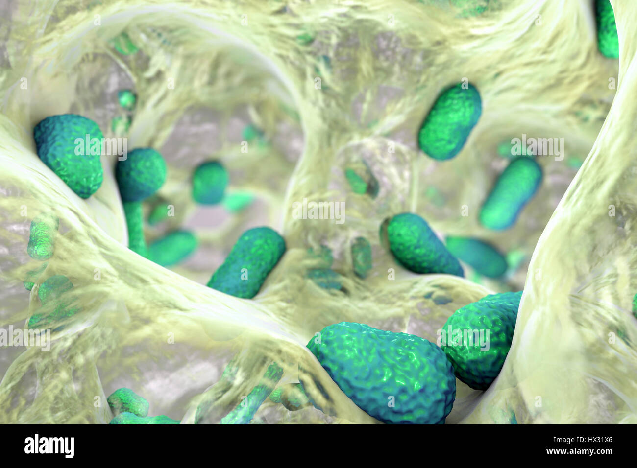 Multi-drug resistant Acinetobacter baumannii bacteria inside biofilm ...
