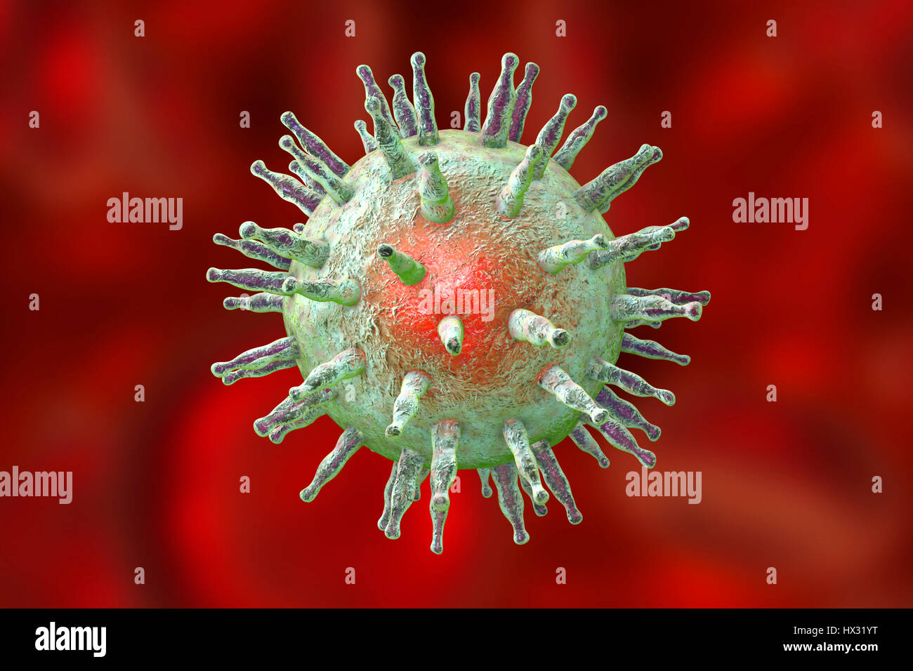 Epstein-Barr virus (EBV), computer illustration. EBV, also known as human herpes virus 4, is 1 of 8 herpes viruses that infects humans. It is best known as the cause of infectious mononucleosis (glandular fever), but is also associated with some forms of cancer, including Burkitt's lymphoma. In both infections, the virus infects one type of white blood cell, B lymphocytes. Infection with EBV is common and usually harmless; additional factors potentiate the development of more serious diseases. Stock Photo