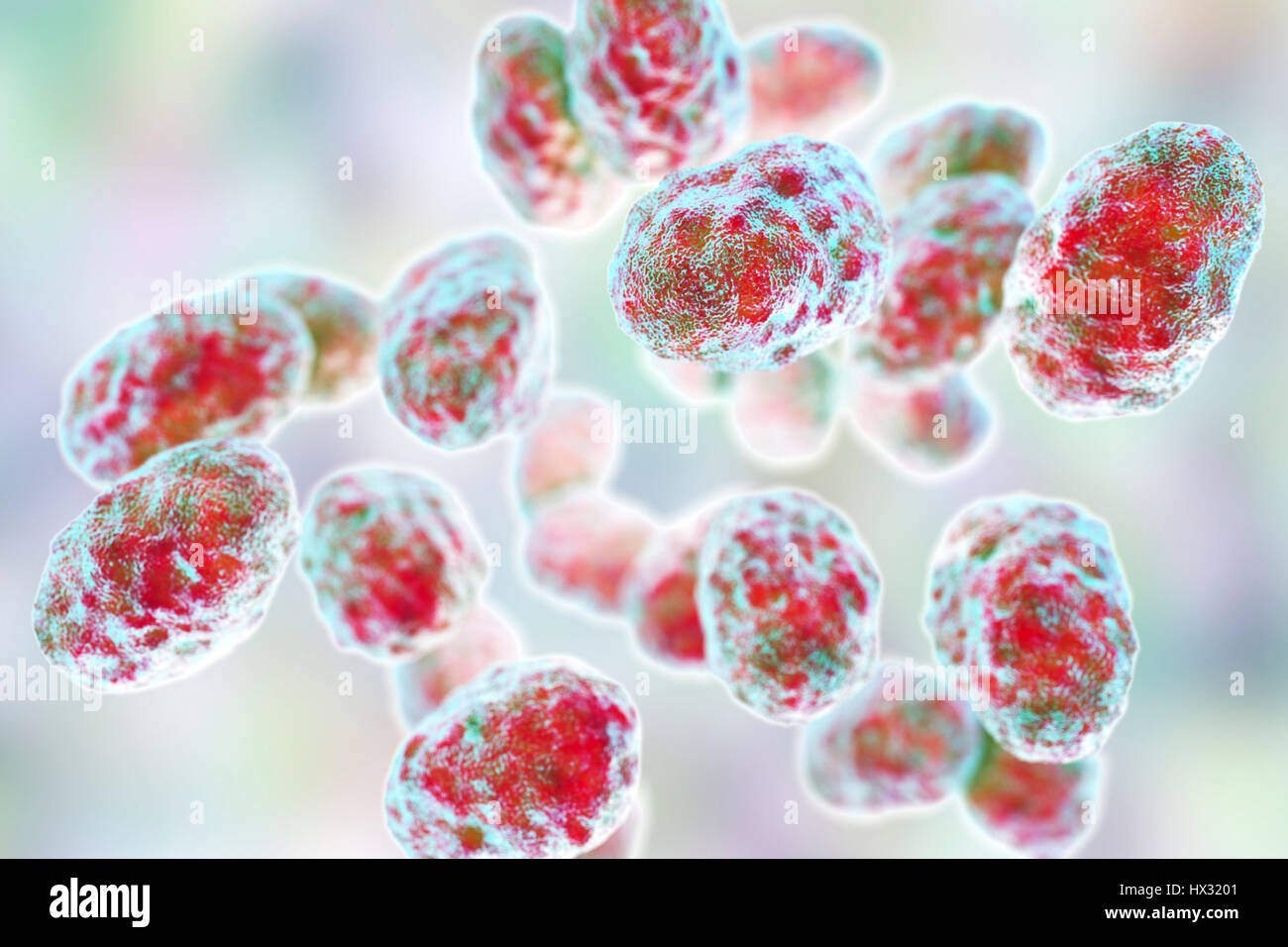 Tularaemia bacteria (Francisella tularensis), illustration. F. tularensis is Gram-negative, coccobacillus prokaryote. A zoonotic microorganism that causes tularaemia, a disease of wild rodents and rabbits that can be transmitted to humans and domesticated pets. Stock Photo