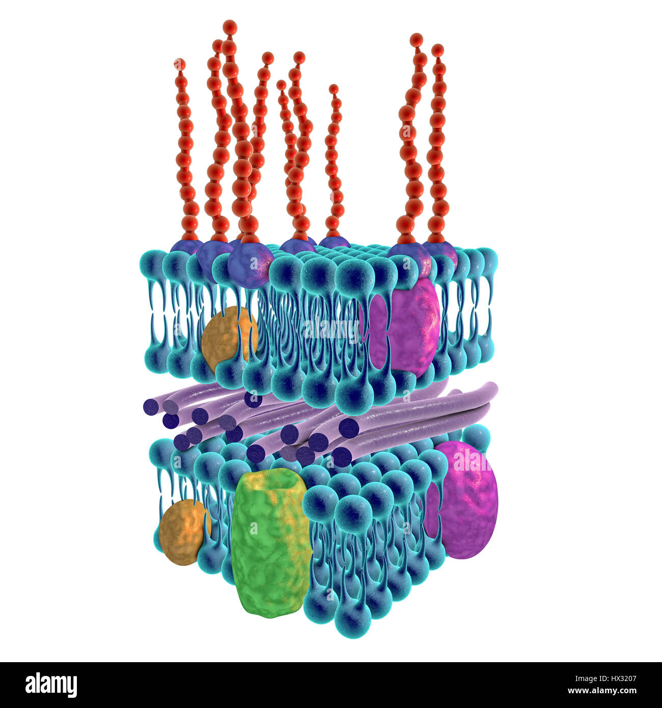 Gram-negative bacterial cell wall, illustration. The horizontal layers include both an external and an internal membrane (blue), both containing transmembrane proteins (green, yellow and purple). The membranes are separated by a thin peptidoglycan layer (purple rods). The outer surface of the external membrane is often a lipopolysaccharide layer with lipids (purple) in the membrane, and long saccharide side chains (red) extending out. This is termed a Gram-negative cell wall because it does not retain the Gram stain that helps identify microbial life. Stock Photo