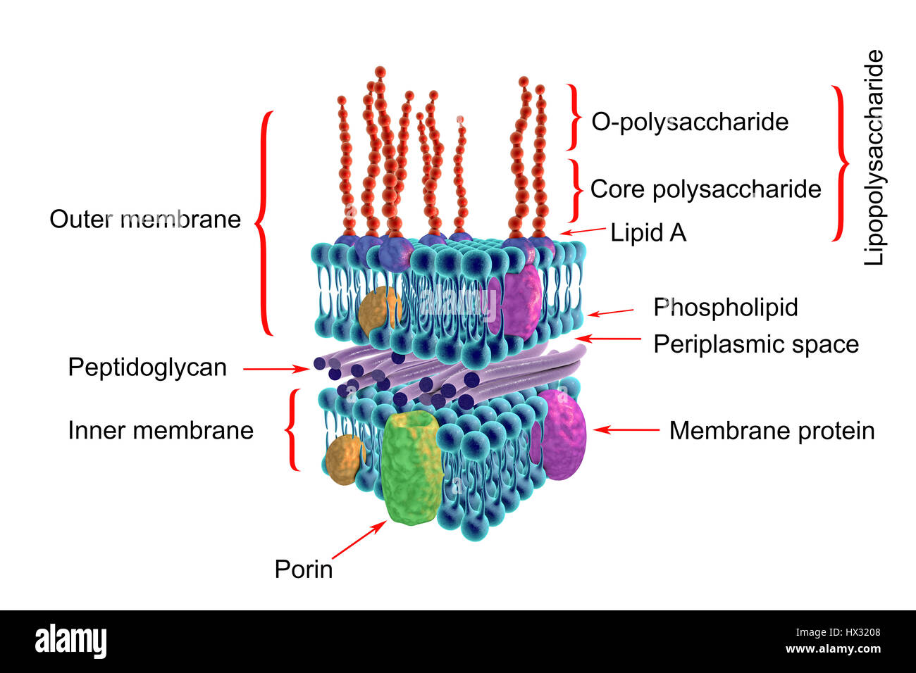 Gram-negative bacterial cell wall, artwork. The horizontal layers include both an external and an internal membrane, both containing transmembrane proteins (green, yellow and purple). The membranes are separated by a thin peptidoglycan layer. The outer surface of the external membrane is often a lipopolysaccharide layer with lipids (purple) in the membrane, and long saccharide side chains (red) extending out. This is termed a Gram-negative cell wall because it does not retain the Gram stain that helps identify microbial life. Stock Photo