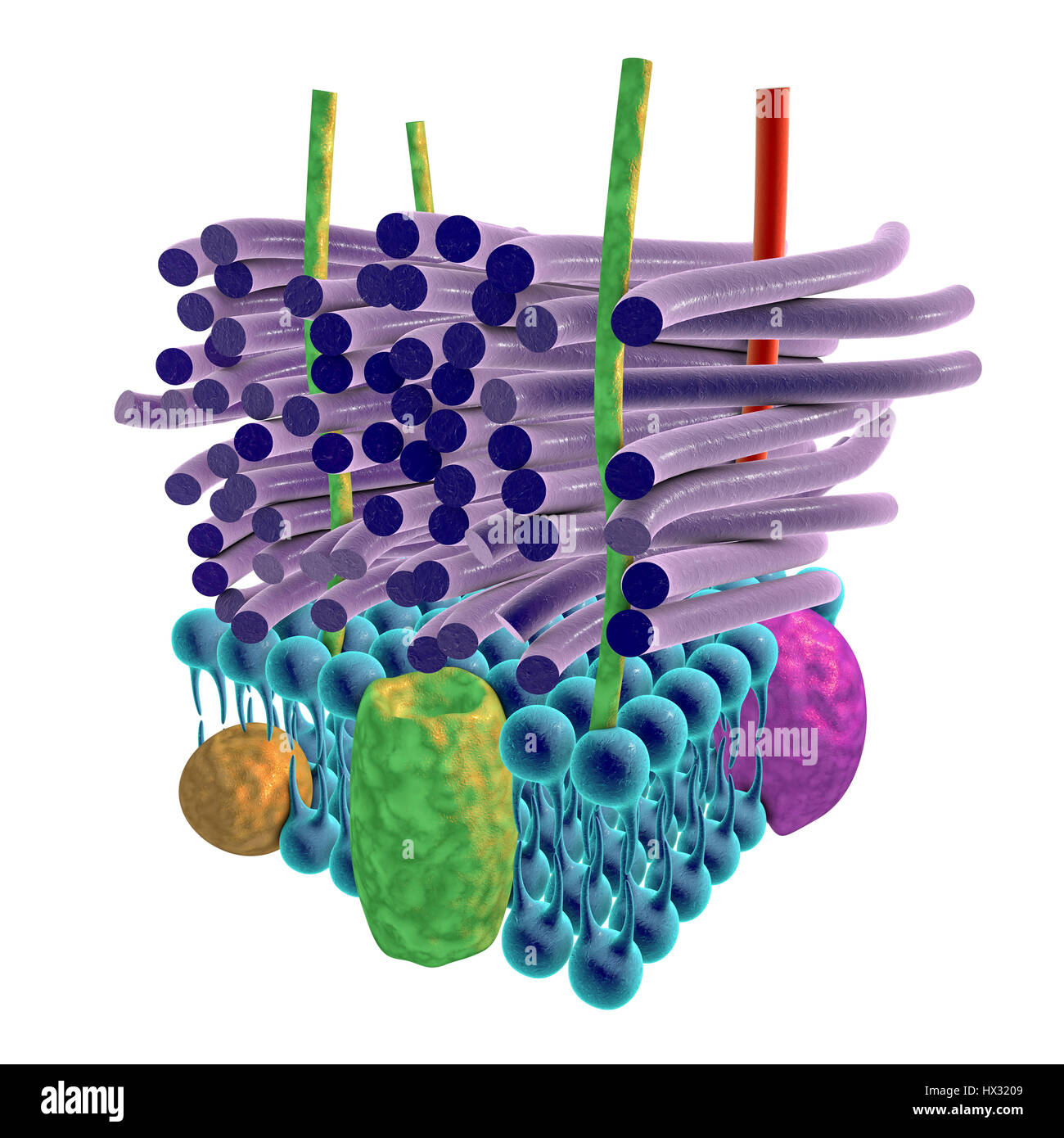 Gram-positive bacterial cell wall, artwork. The horizontal layers include a plasma membrane (blue) containing transmembrane proteins (green, yellow and purple). Above this is a thick peptidoglycan layer (purple rods) that is held together by teichoic acids (red rods) and lipoteichoic acids (green rods). This is termed a Gram-positive cell wall because the thick layer of peptidoglycan retains the Gram stain that helps identify microbial life. Stock Photo