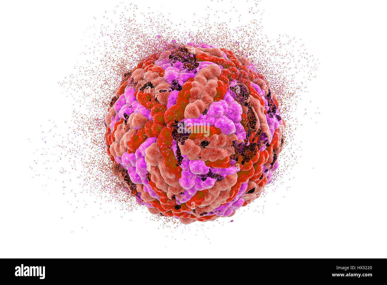 Interferon gamma, molecular model. Interferon gamma is produced by certain immune cells (T cells, dendritic cells and NK cells) as part of the immune response to invading pathogens and tumours. It is able to directly inhibit viral replication and also prompts neighbouring cells to produce protective enzymes and activates immune system cells. Stock Photo