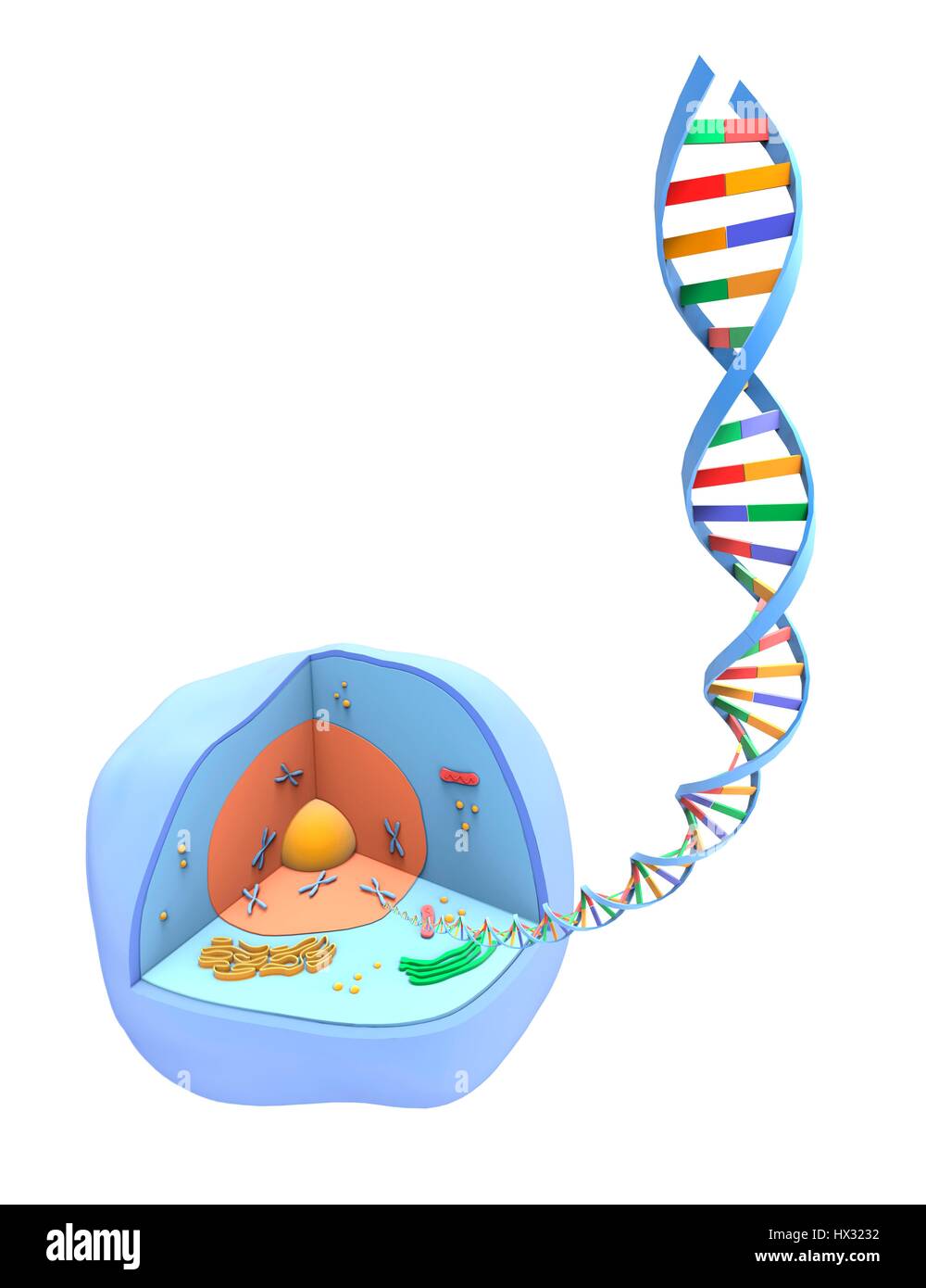 Computer artwork of a strand of the genetic material DNA (deoxyribonucleic acid) unwound from the nucleus (orange) of a human cell (blue). Stock Photo