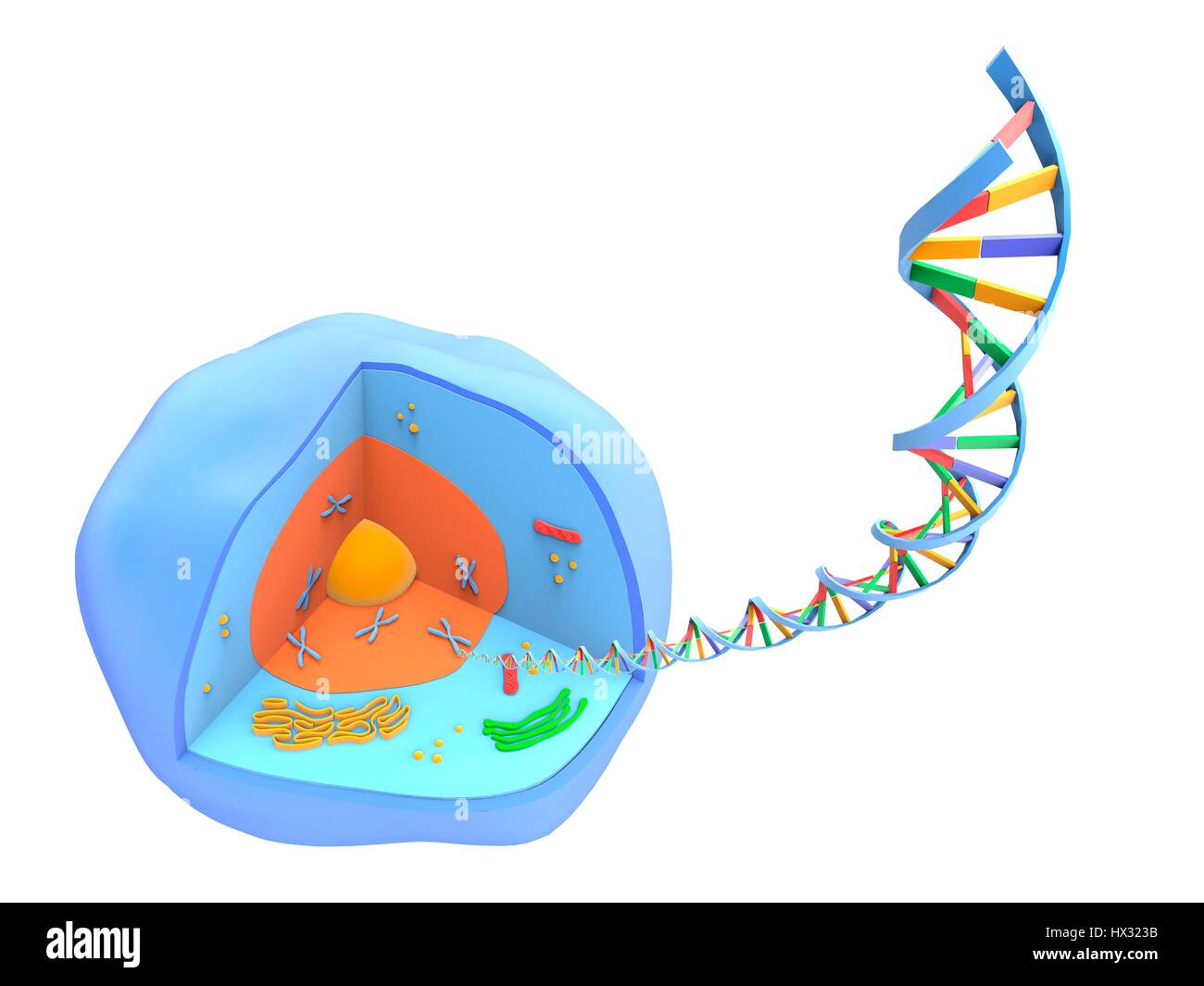 Computer artwork of a strand of the genetic material DNA (deoxyribonucleic acid) unwound from the nucleus (orange) of a human cell (blue). Stock Photo