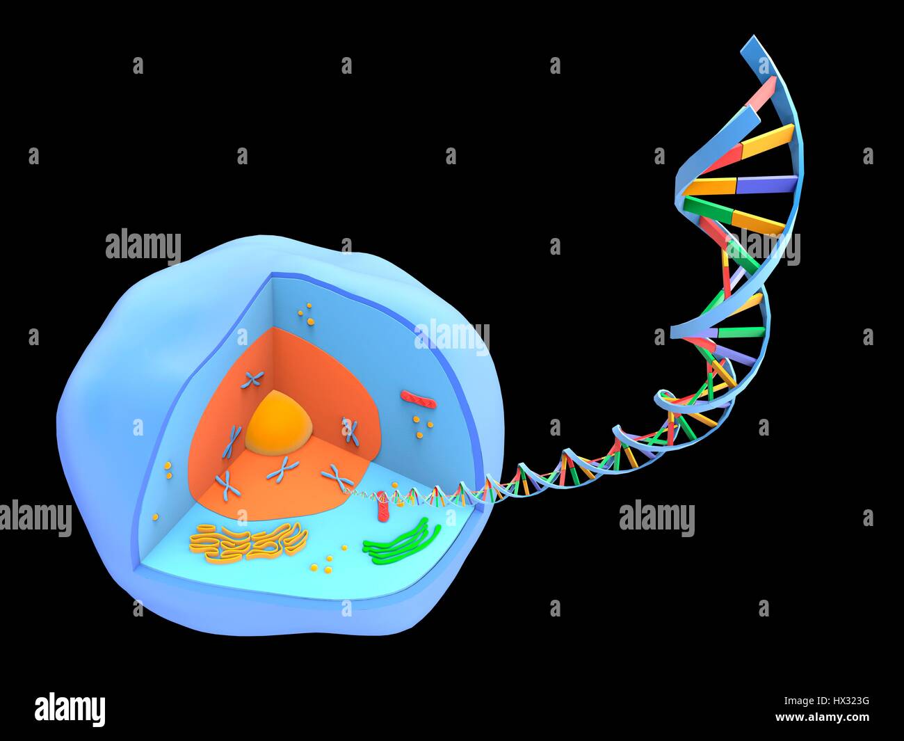 Computer artwork of a strand of the genetic material DNA (deoxyribonucleic acid) unwound from the nucleus (orange) of a human cell (blue). Stock Photo