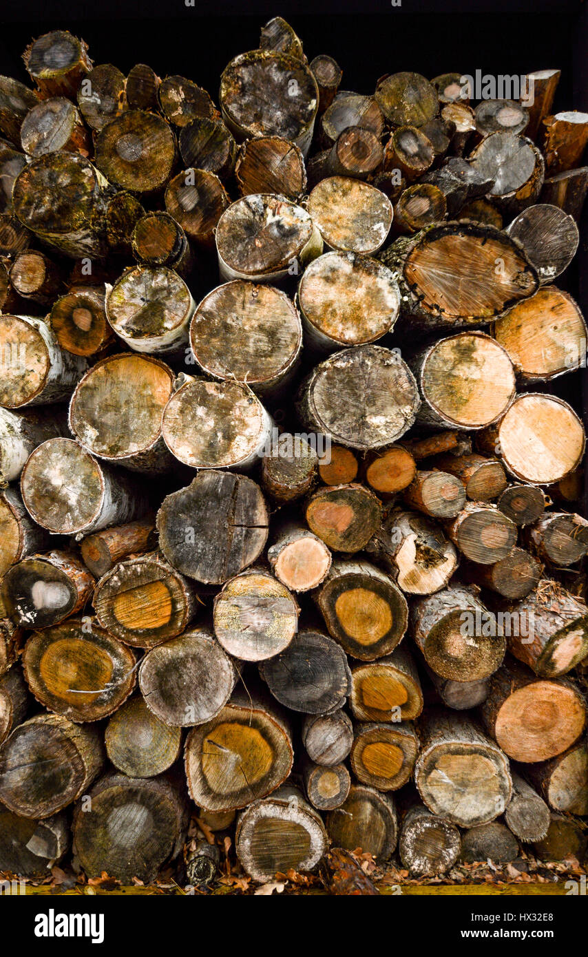 chopped off wood logs from forest Stock Photo
