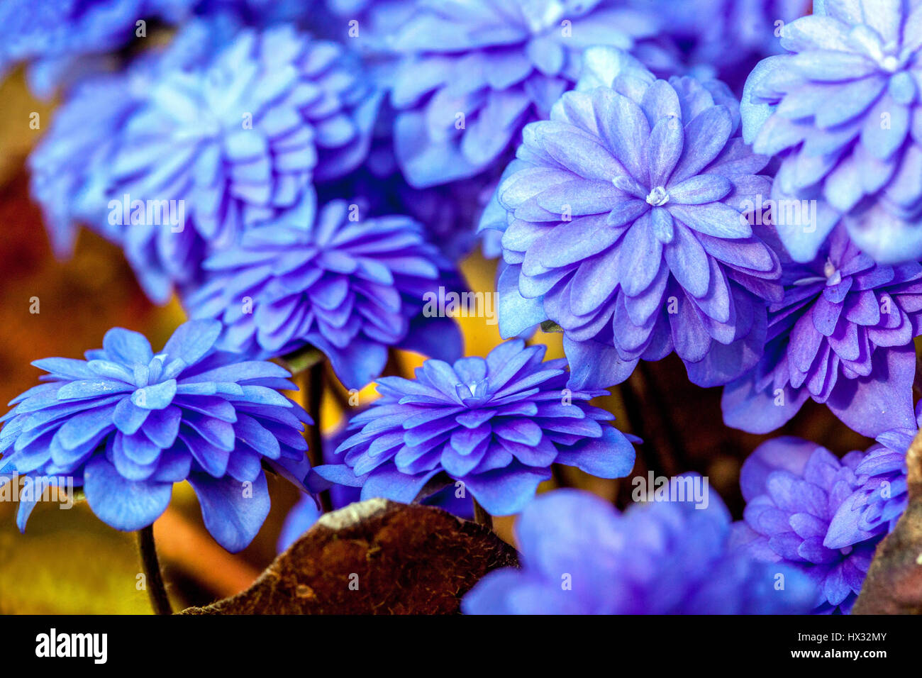 Hepatica nobilis 'Plena', blue hepaticas Stock Photo