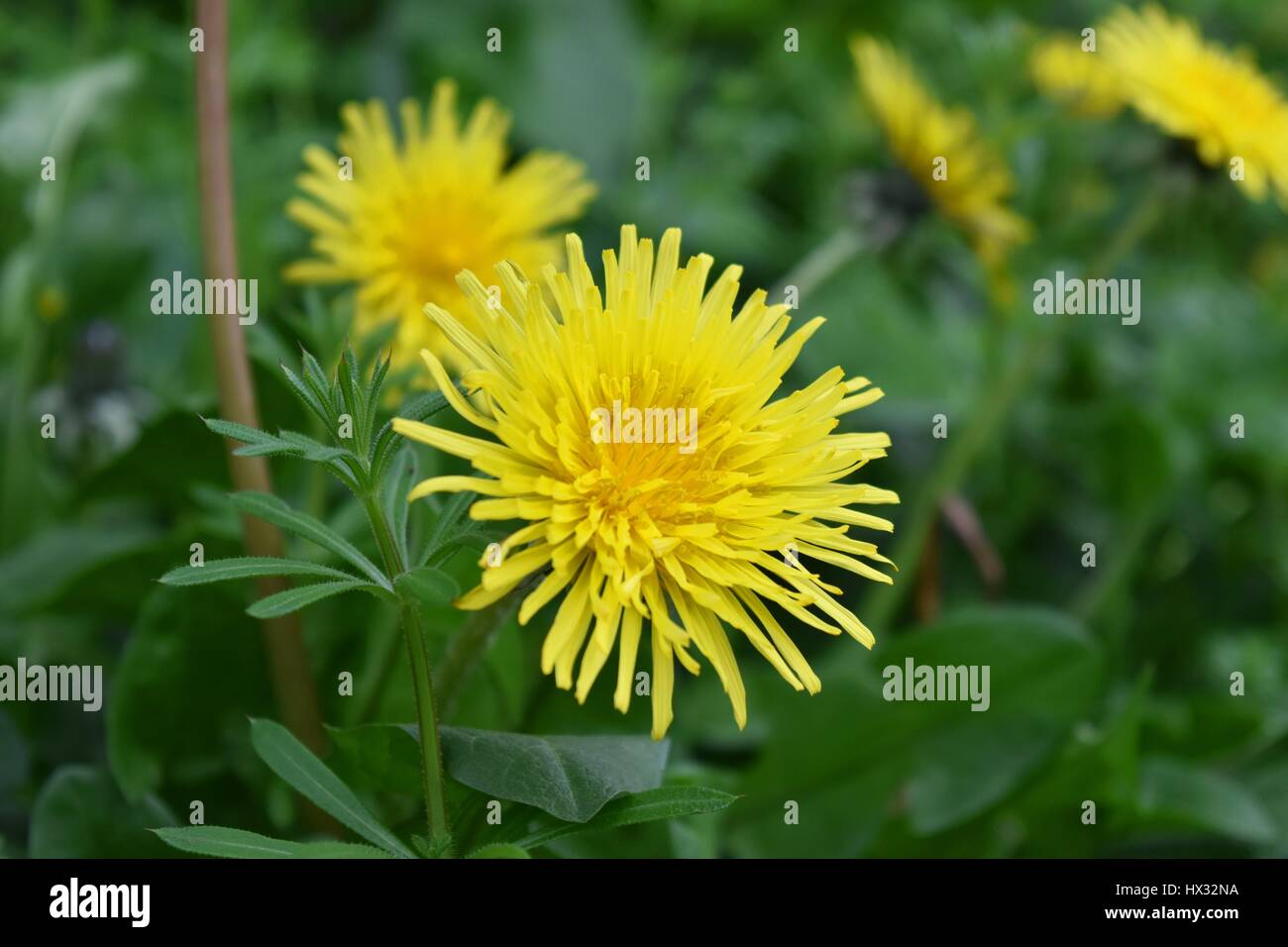 A close up of the flower of the common dandelion (Taraxacum officinale). A member of the Asteraceae (Compositae) family. Stock Photo