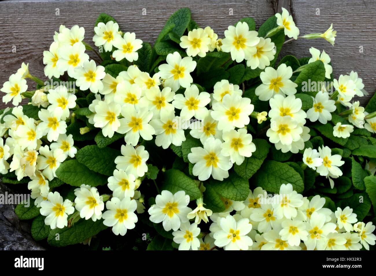 Bright yellow flowers of primrose (Primula vulgaris) Stock Photo