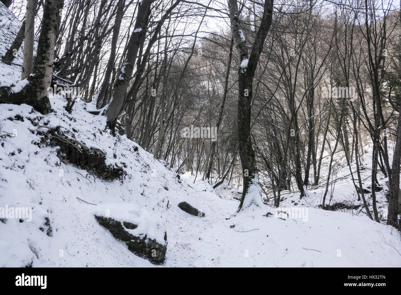Mountain snowy landscape with rocks and vegetation in winter Stock ...