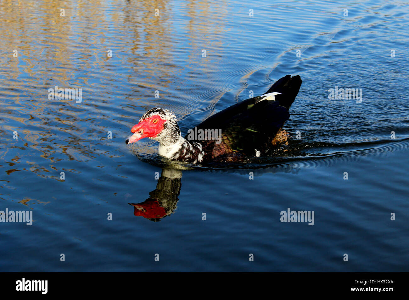 Muscovy duck swimming on a lake Stock Photo Alamy