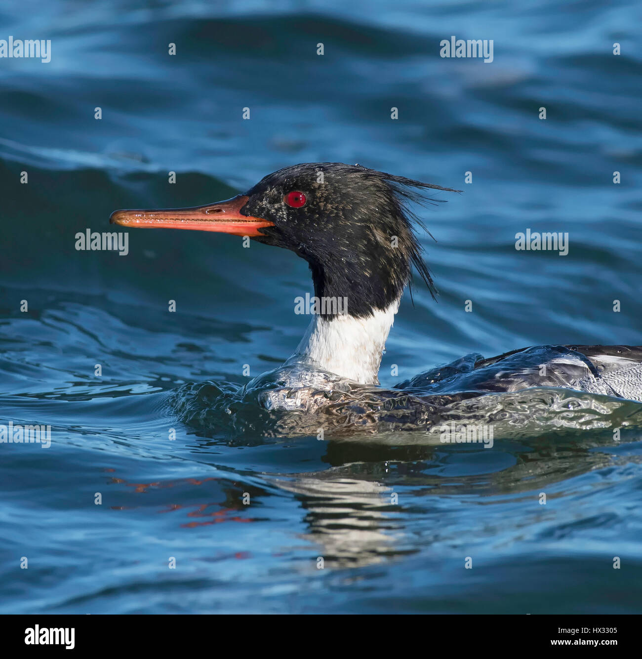 Freshwater diving duck hi-res stock photography and images - Alamy