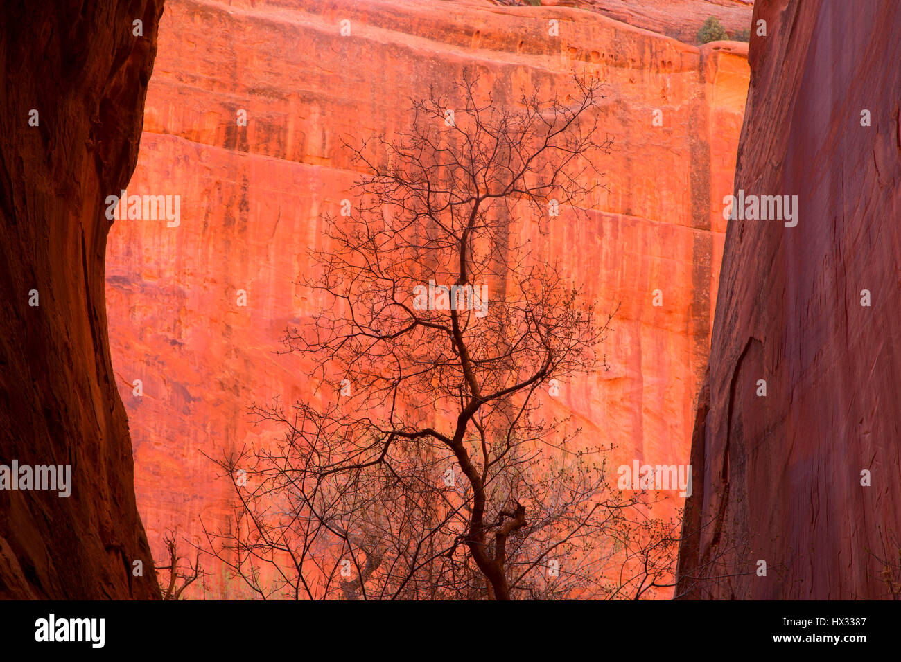 Cottonwood in Long Canyon slot, Grand Staircase - Escalante National Monument, Burr Trail Scenic Byway, Utah Stock Photo