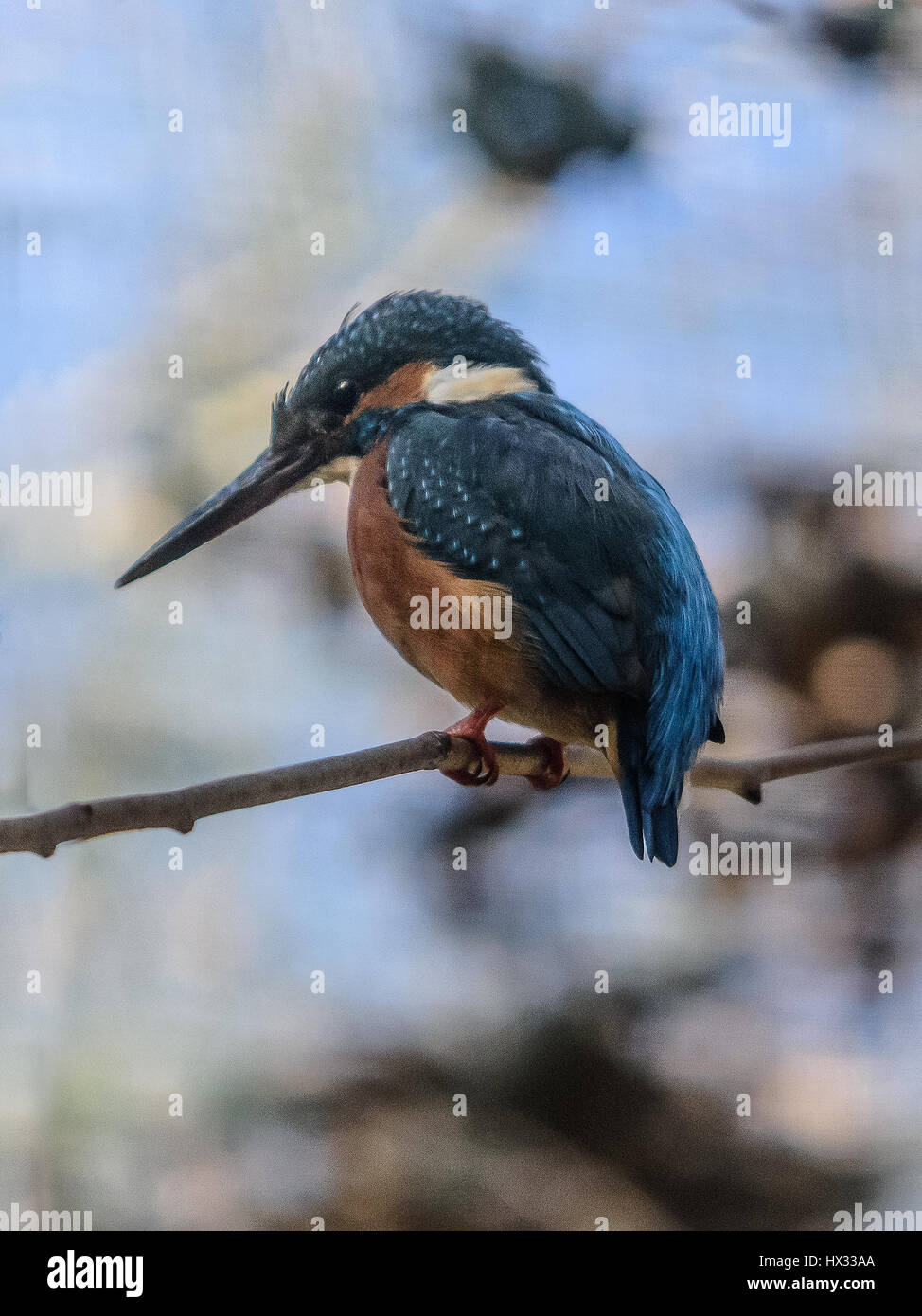 The common kingfisher (Alcedo atthis) also known as the Eurasian kingfisher, and river kingfisher, is a small kingfisher with seven subspecies recogni Stock Photo