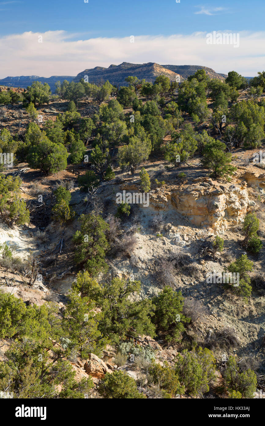 Juniper-pinyon pine hills, Escalante Petrified Forest State Park, Highway 12 National Scenic Byway, Utah Stock Photo