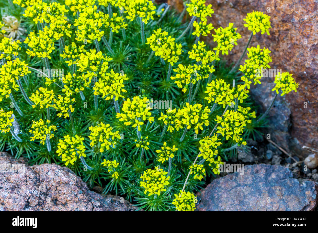 Draba hispanica, in bloom, Early spring alpine plant garden Stock Photo