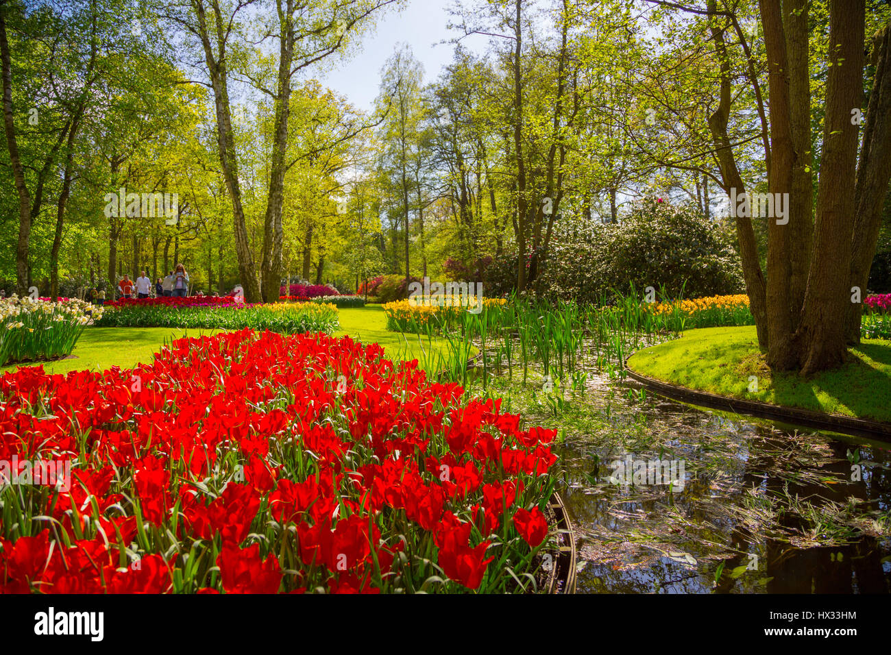 Colorful tulips in the Keukenhof park, Holland Stock Photo - Alamy