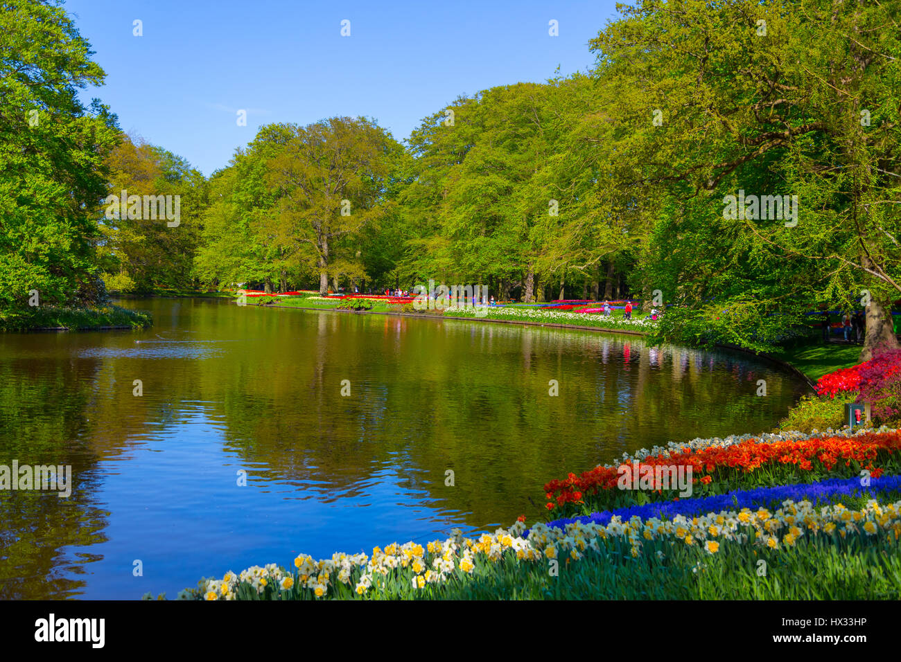 Colorful tulips in the Keukenhof park, Holland Stock Photo - Alamy
