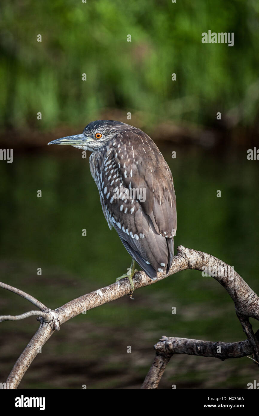 Juvenile Striated Heron sitting on a tree  in the Chobe River, Botswana. Stock Photo