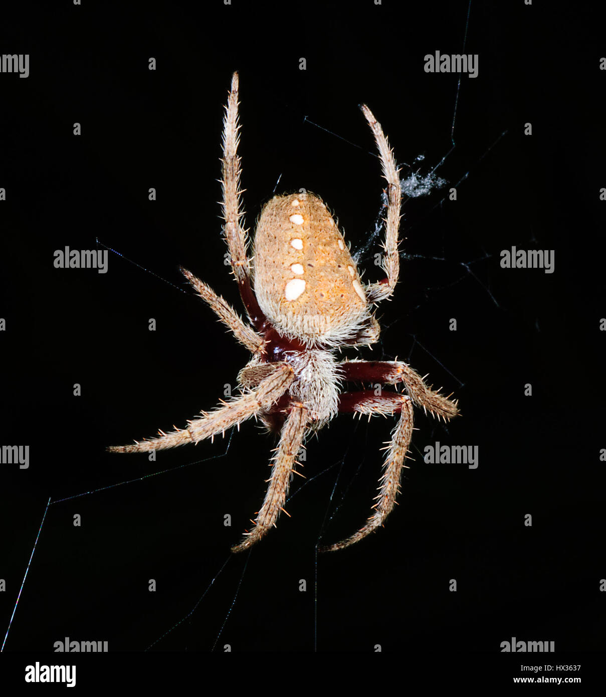 Garden Orb Weaver Eriophora Transmarina Lane Cove New South