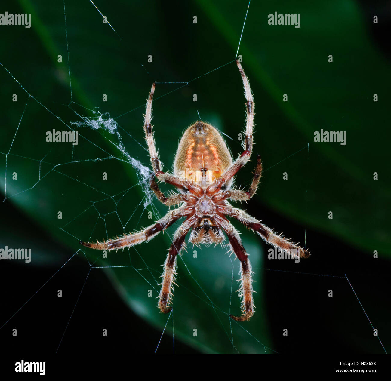 Australian Garden Orb Weaver Spider Stock Photos Australian