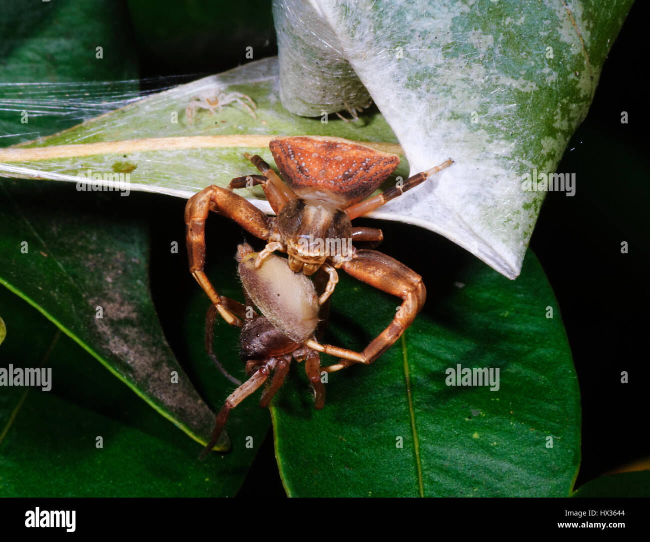 Brown Crab Spider (Sidymella bicuspidata) with another spider prey